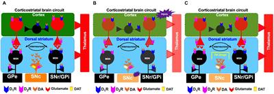 Role of the Dopaminergic System in the Striatum and Its Association With Functional Recovery or Rehabilitation After Brain Injury